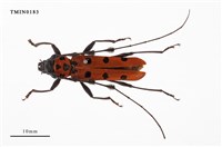 藏品(紅星天牛)的圖片